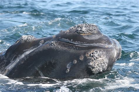 north atlantic right whale predators